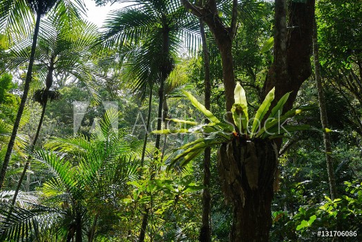 Bild på Subtropical vegetation in a forest of New Caledonia Grande Terre island south Pacific